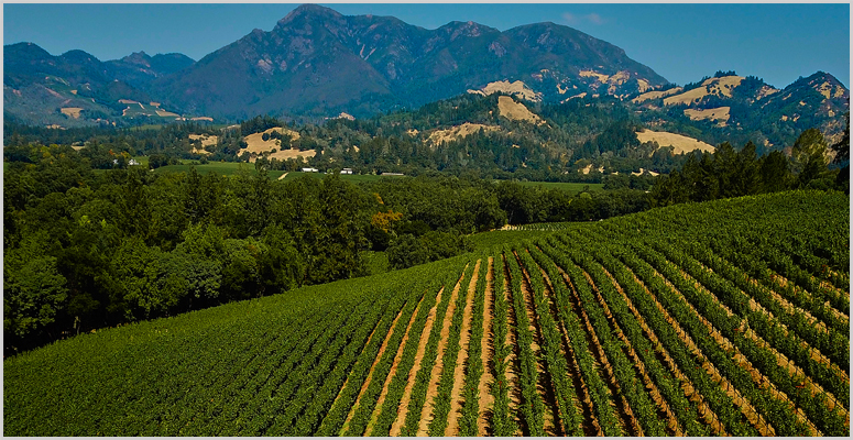 Vineyards For The 2014 Knights Bridge Cabernet Sauvignon